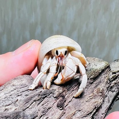 Tawny Hermit Crab( Coenobita rugosus var. white )