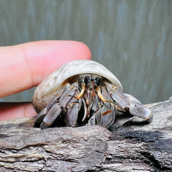 Tawny Hermit Crab (Coenobita rugosus)