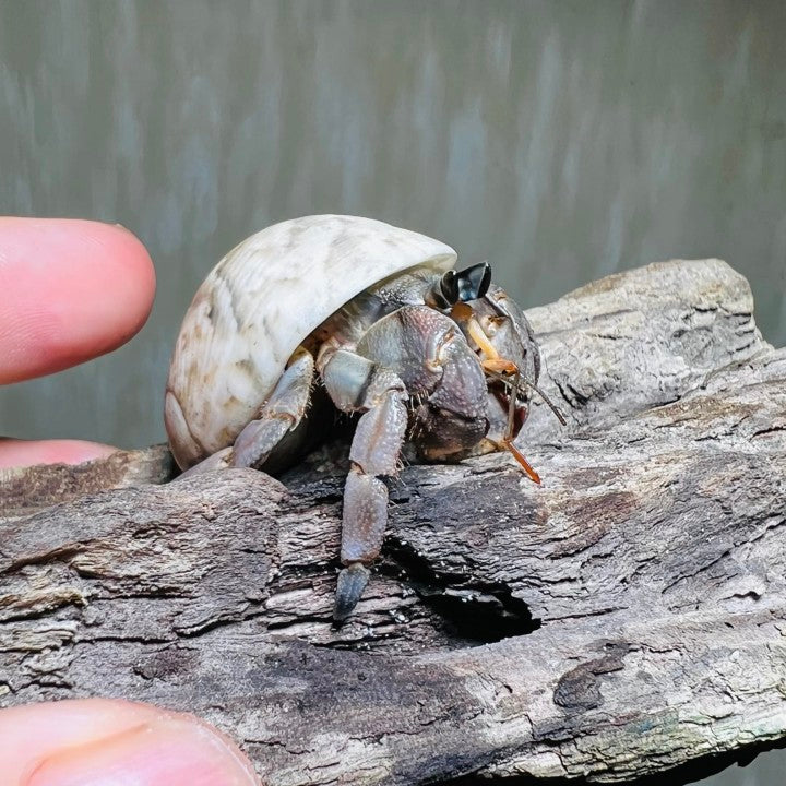 Tawny Hermit Crab (Coenobita rugosus)