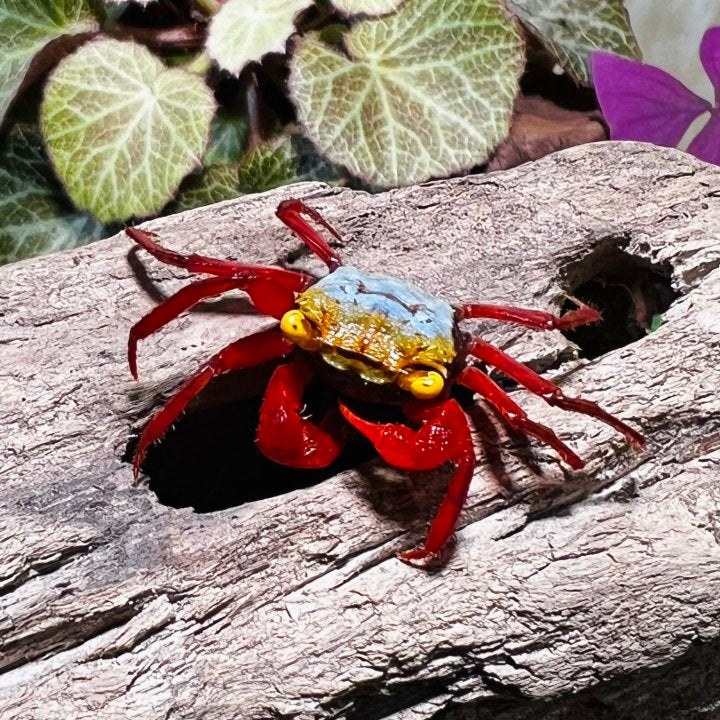 Rainbow Vampire Crab Red Leg  ( Geosesarma rouxi )