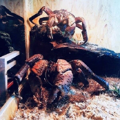 Coconut Crab / Robber Crab (Birgus latro)