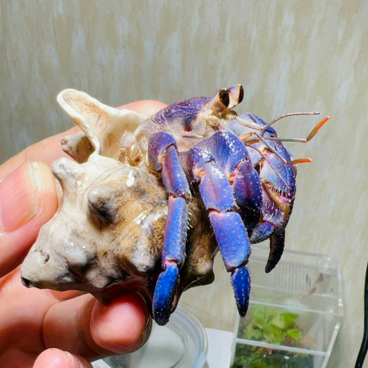 Japanese Blueberry Hermit Crab (Coenobita Purpureus)
