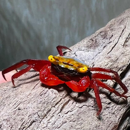 Rainbow Vampire Crab Red Leg  ( Geosesarma rouxi )