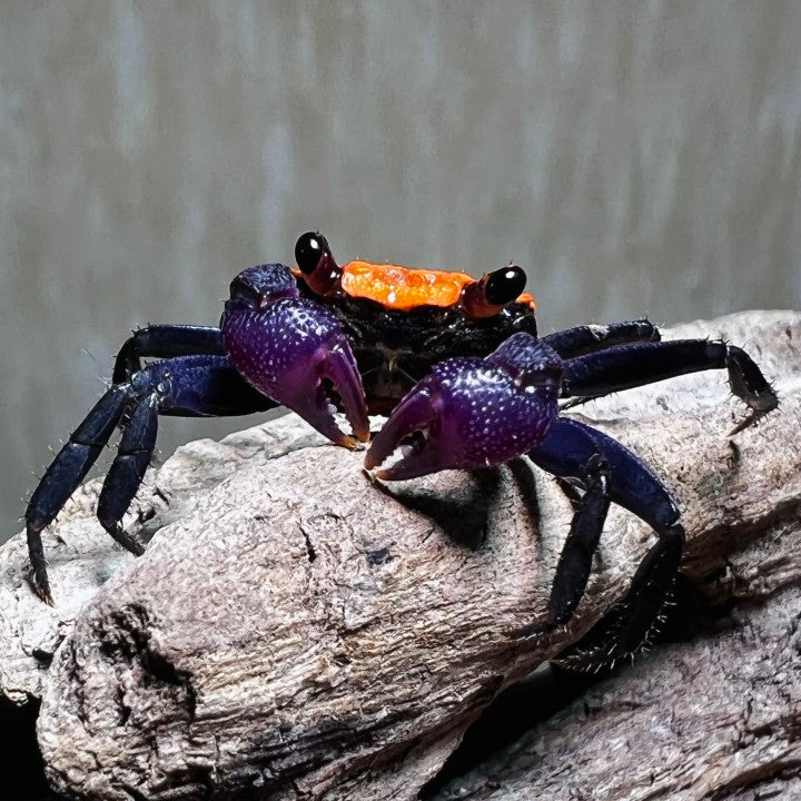 Black Leg Vampire Crab (Geosesarma  sp. Black Leg)