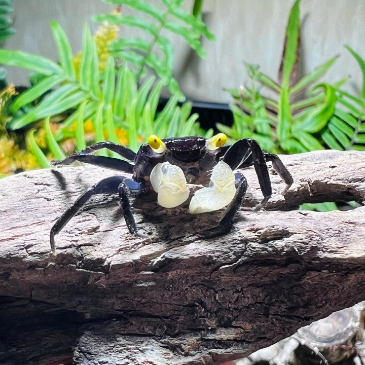 White Gloves Vampire Crab (Geosesarma sp)