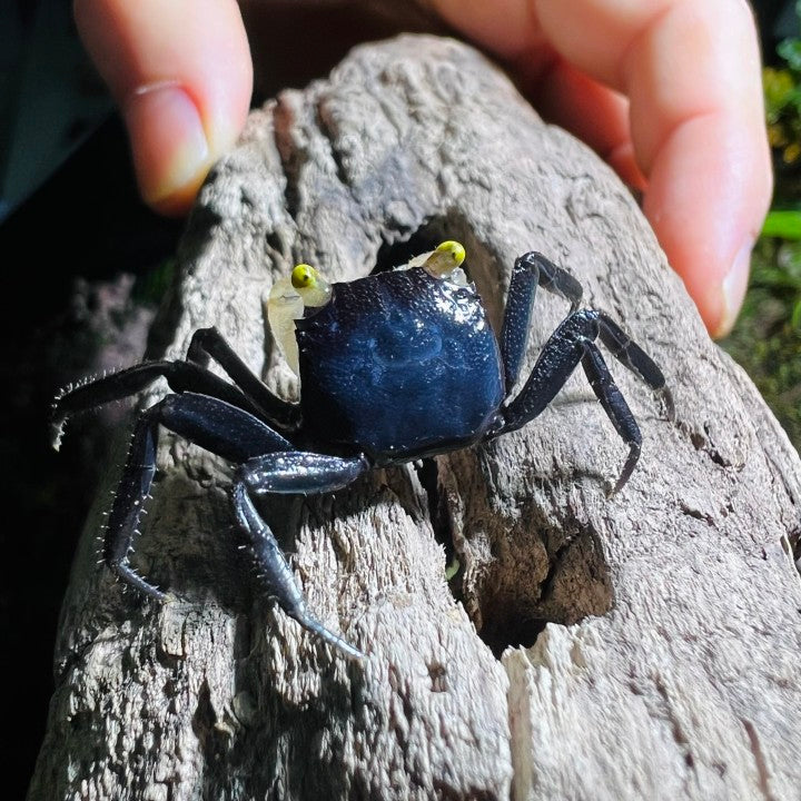 White Gloves Vampire Crab (Geosesarma sp)