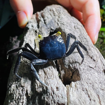 White Gloves Vampire Crab (Geosesarma sp)