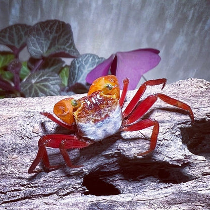 Mandarin Vampire Crab （Geosesarma notoohorum）