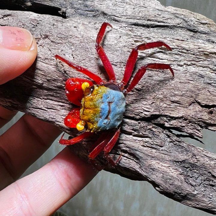 Rainbow Vampire Crab Red Leg  ( Geosesarma rouxi )