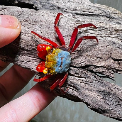 Rainbow Vampire Crab Red Leg  ( Geosesarma rouxi )