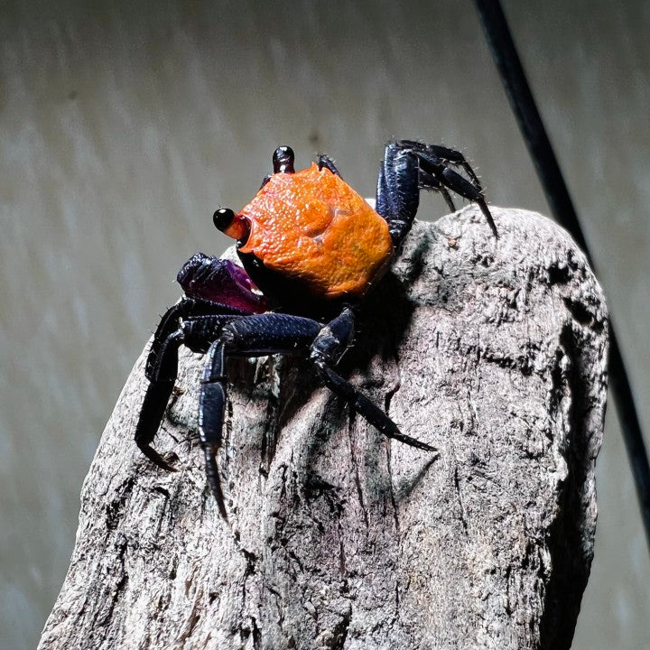 Black Leg Vampire Crab (Geosesarma  sp. Black Leg)