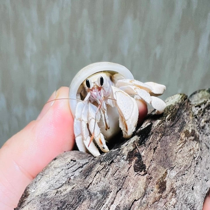 Tawny Hermit Crab( Coenobita rugosus var. white )