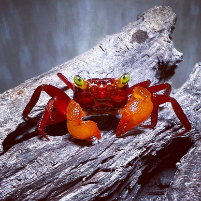 Mandarin Vampire Crab （Geosesarma notoohorum）