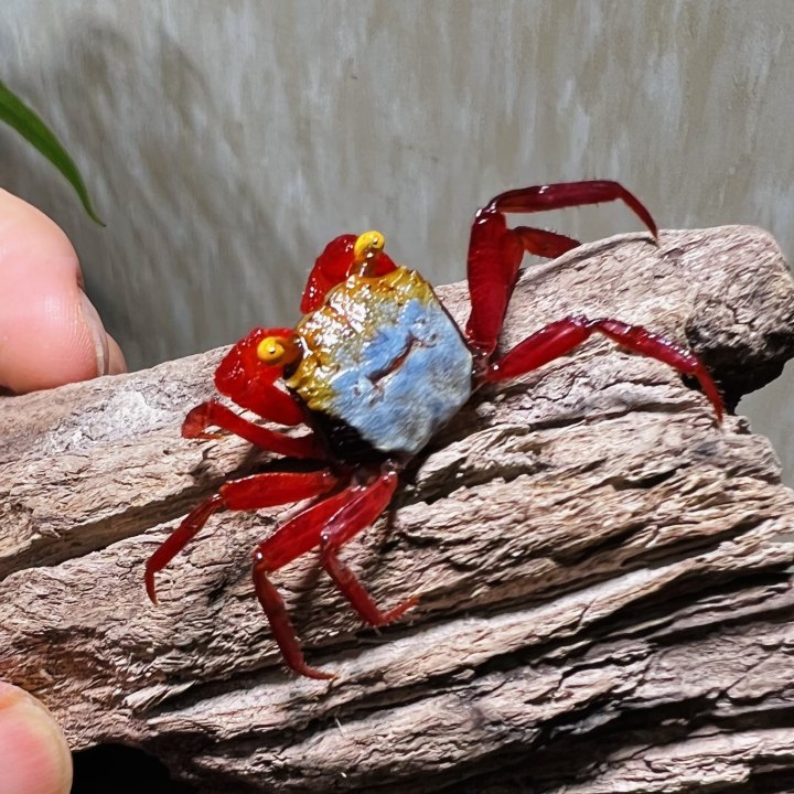 Rainbow Vampire Crab Red Leg  ( Geosesarma rouxi )