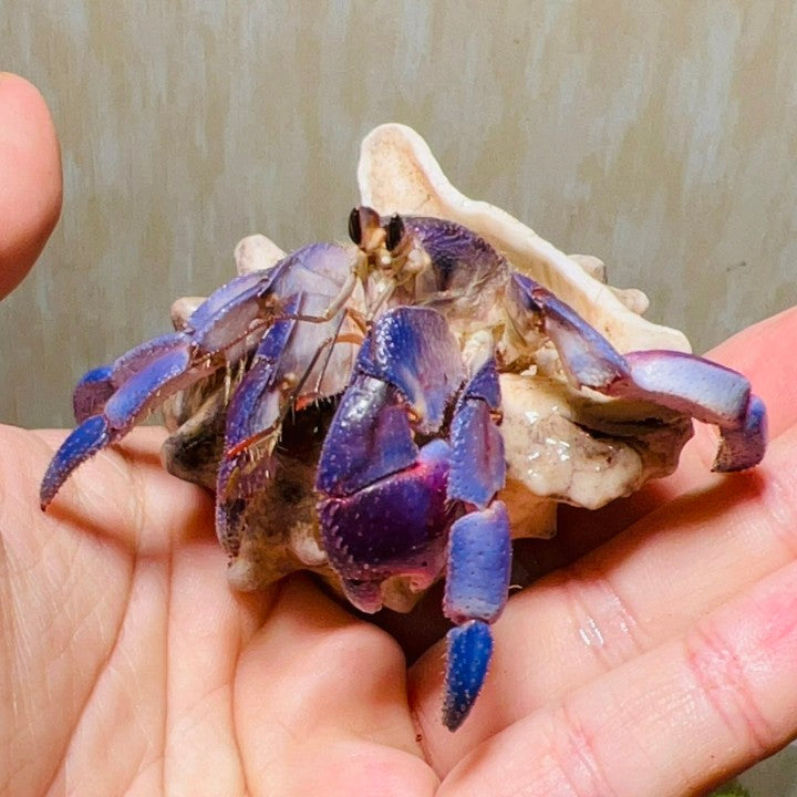 Japanese Blueberry Hermit Crab (Coenobita Purpureus)