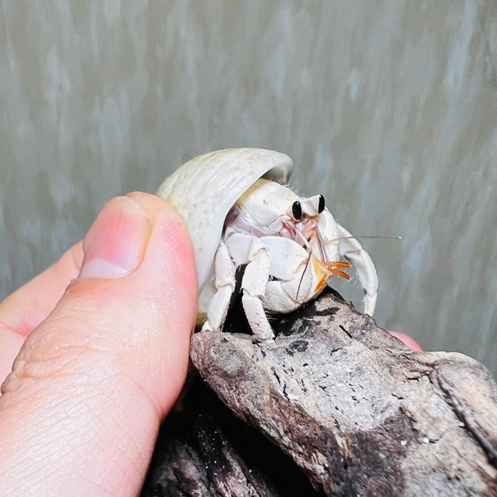 Tawny Hermit Crab( Coenobita rugosus var. white )