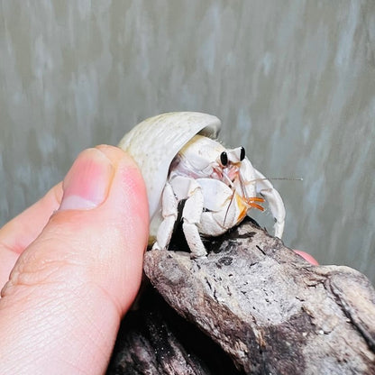 Tawny Hermit Crab( Coenobita rugosus var. white )