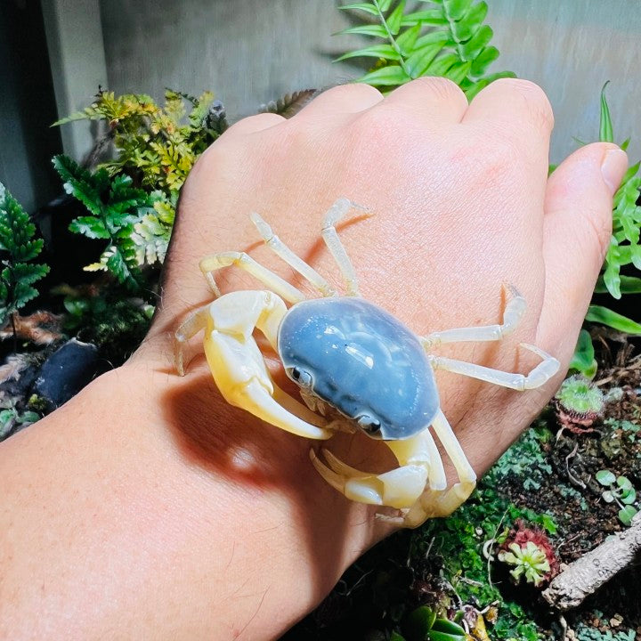 Blue Jade Crab (Geothelphusa sp var. Blue)