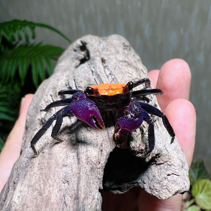 Black Leg Vampire Crab (Geosesarma  sp. Black Leg)