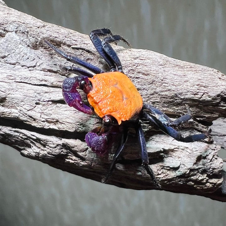Black Leg Vampire Crab (Geosesarma  sp. Black Leg)