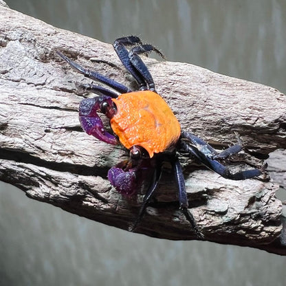 Black Leg Vampire Crab (Geosesarma  sp. Black Leg)
