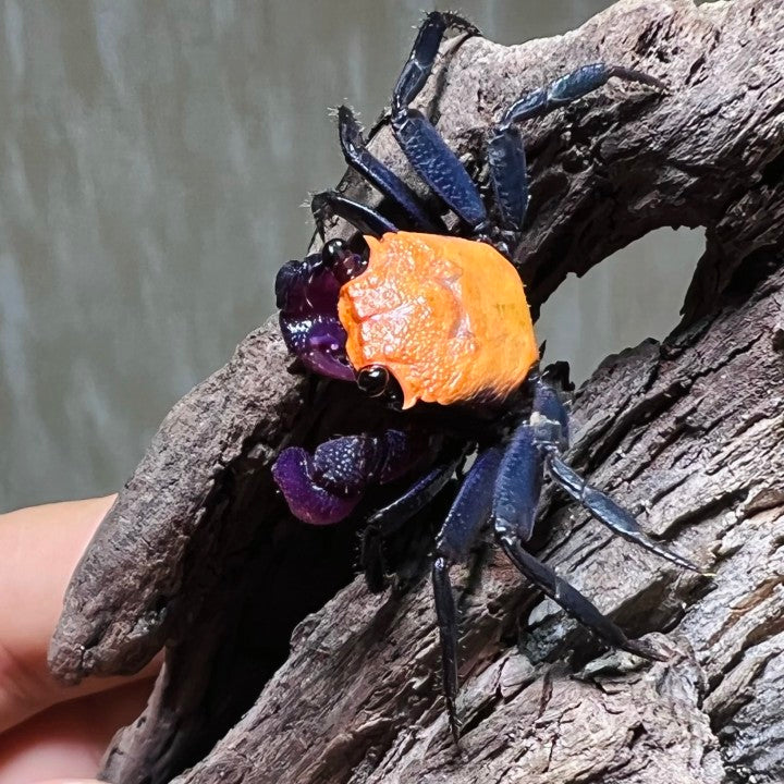 Black Leg Vampire Crab (Geosesarma  sp. Black Leg)