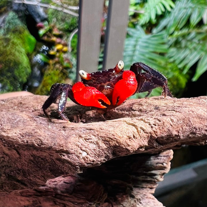 Red Devil Vampire Crab (Geosesarma hagen)