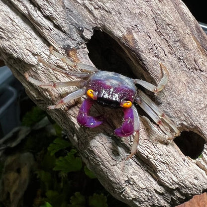 Orchid Vampire Crab (Geosesarma dennerle Vampire Crab  var. White Leg)