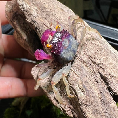 Orchid Vampire Crab (Geosesarma dennerle Vampire Crab  var. White Leg)