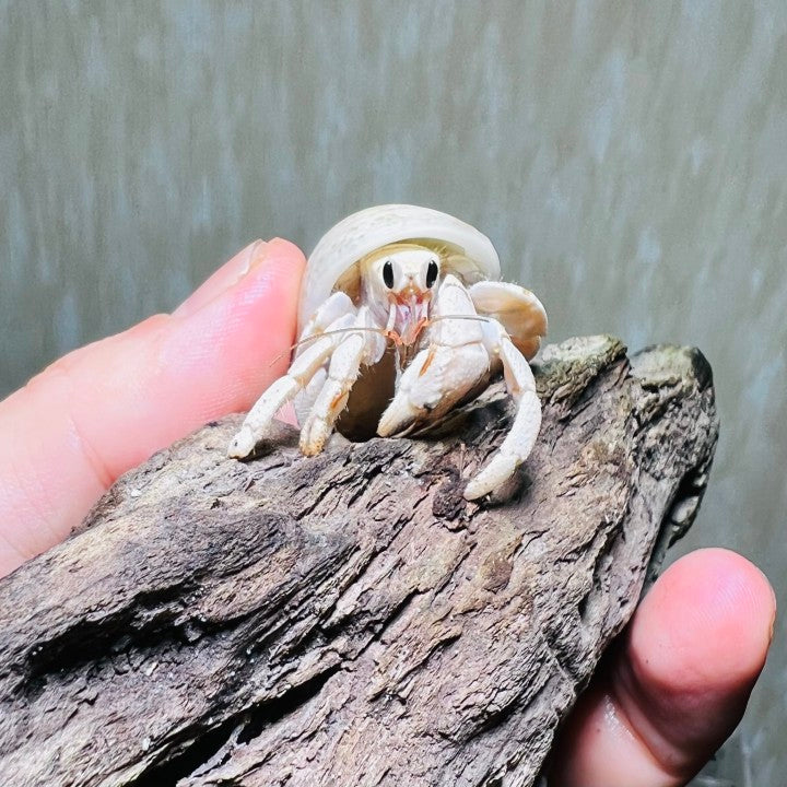 Tawny Hermit Crab( Coenobita rugosus var. white )