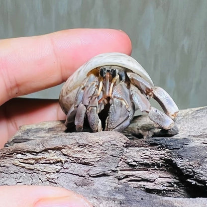 Tawny Hermit Crab (Coenobita rugosus)