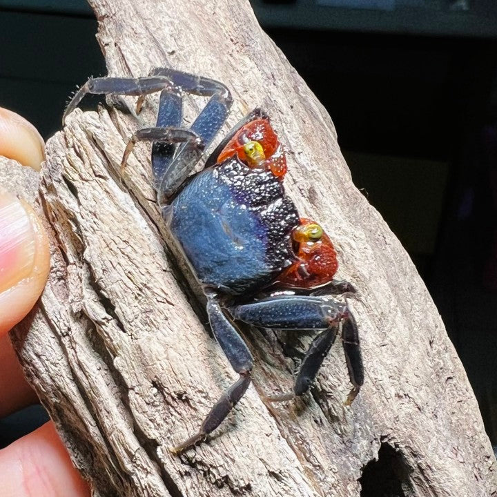 Red Gloves Vampire Crab (Geosesarma sp)