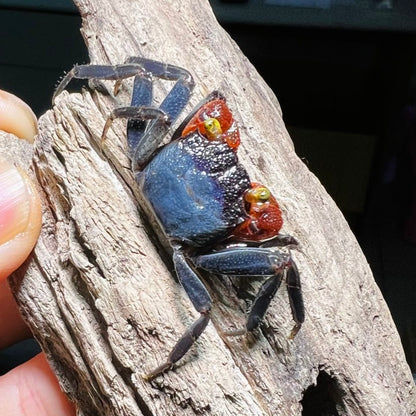 Red Gloves Vampire Crab (Geosesarma sp)
