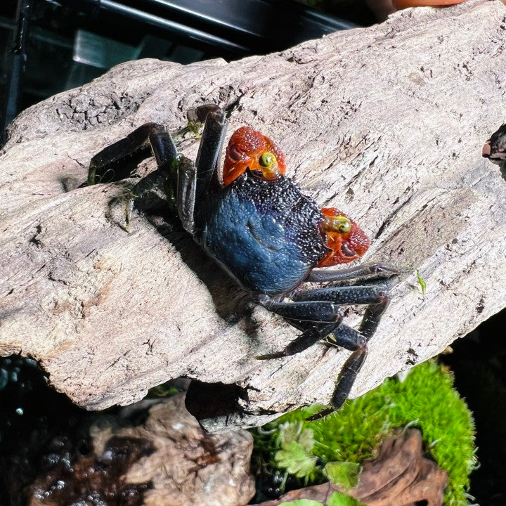 Red Gloves Vampire Crab (Geosesarma sp)