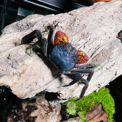 Red Gloves Vampire Crab (Geosesarma sp)