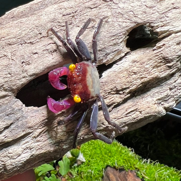 Chocomilk Geosesarma sp.