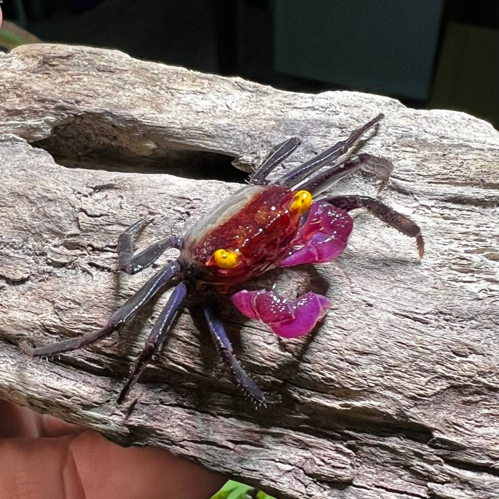Chocomilk Geosesarma sp.