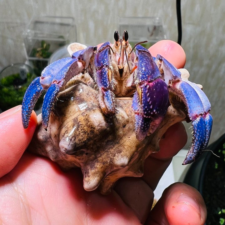 Japanese Blueberry Hermit Crab (Coenobita Purpureus)
