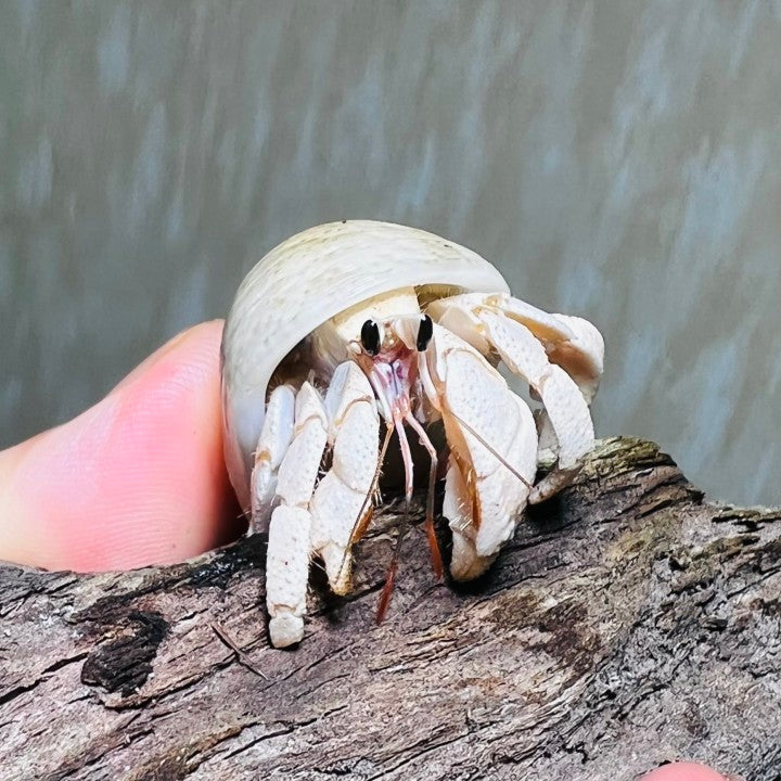 Tawny Hermit Crab( Coenobita rugosus var. white )