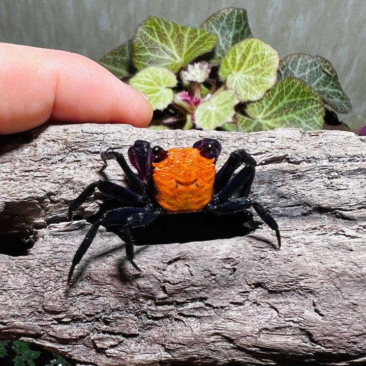 Black Leg Vampire Crab (Geosesarma  sp. Black Leg)