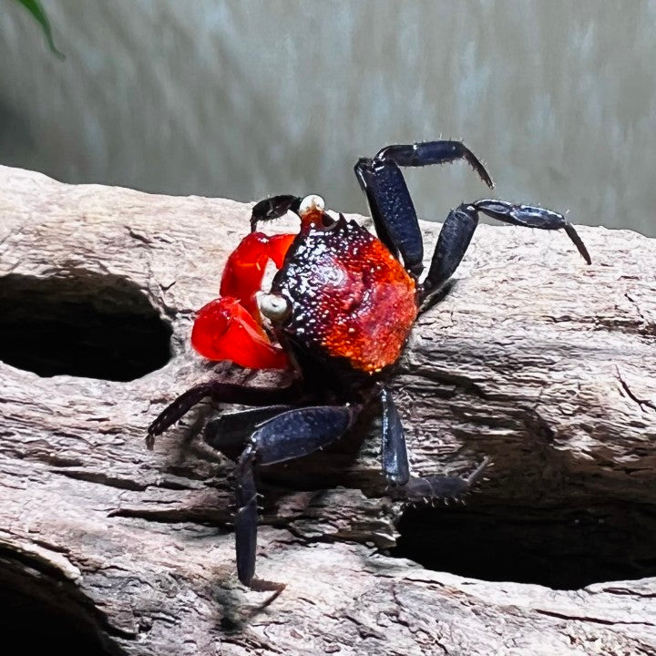 Red Devil Vampire Crab (Geosesarma hagen)