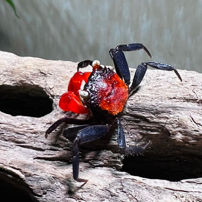Red Devil Vampire Crab (Geosesarma hagen)