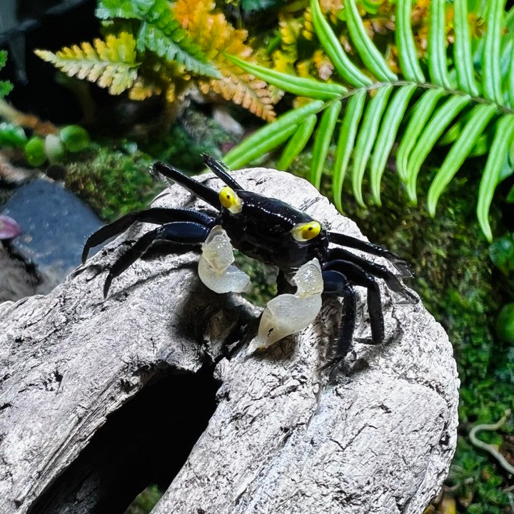 White Gloves Vampire Crab (Geosesarma sp)