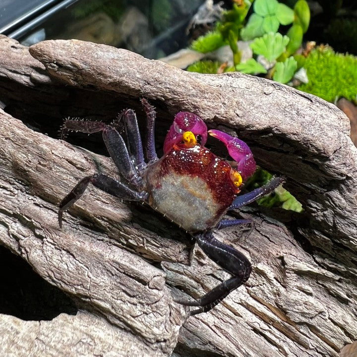 Chocomilk Geosesarma sp.