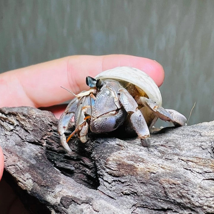 Tawny Hermit Crab (Coenobita rugosus)