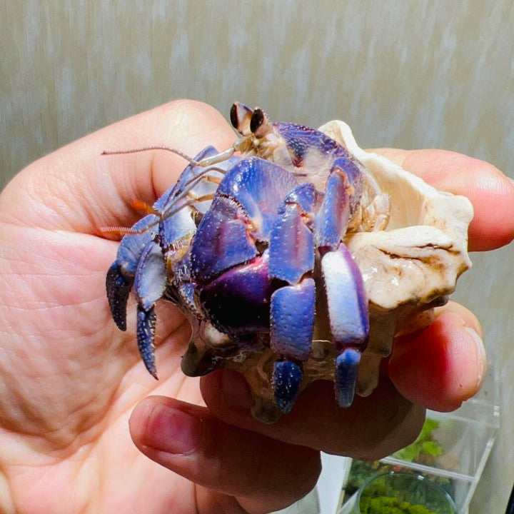 Japanese Blueberry Hermit Crab (Coenobita Purpureus)