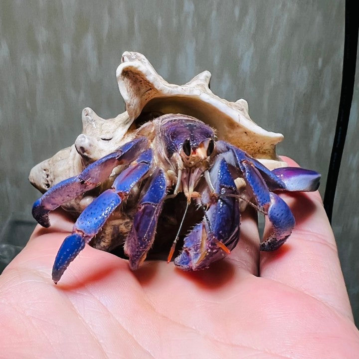 Japanese Blueberry Hermit Crab (Coenobita Purpureus)