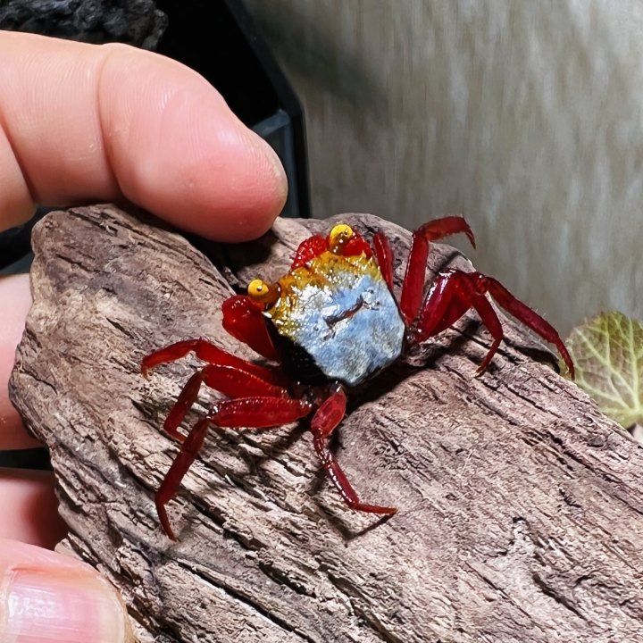 Rainbow Vampire Crab Red Leg  ( Geosesarma rouxi )