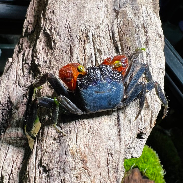 Red Gloves Vampire Crab (Geosesarma sp)