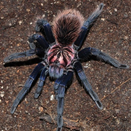 Colombian Lesserblack Tarantula (Xenesthis immanis)